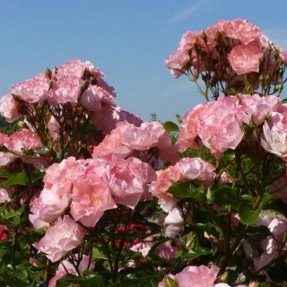 Роза Джекіс Фаворит (Jacky's Favorite) [контейнер 2л.]