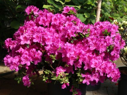 japanische-azalee-koenigstein-03