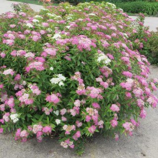 Спірея японська Широбана (Spiraea japonica Shirobana)