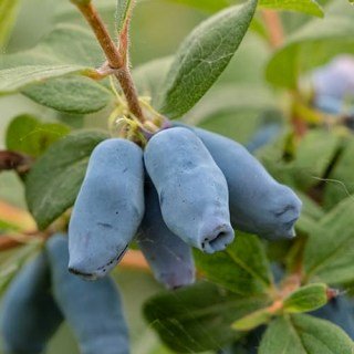 Жимолость їстівна Дует (Duet) [1-річна, контейнер 0.5л]