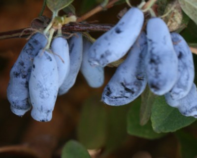 Жимолість Лавина (Lawina) | саджанці з доставкою в Україні