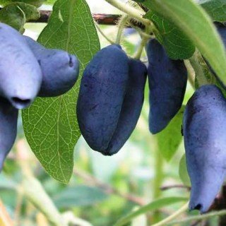 Жимолость їстівна Захоплення (Vostorg)