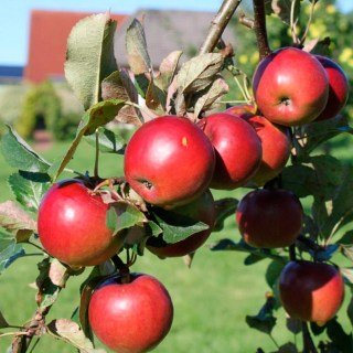 Яблуня Джонатан [1-річна з відкритим коренем]