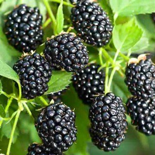 Ожина Блек Перл