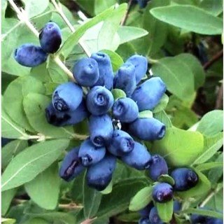 jumolost-vitaminnaia1_semichi.org_