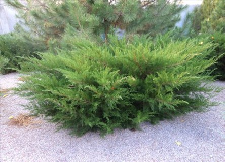 Ялівець середній Мінт Джулеп (Mint Julep)