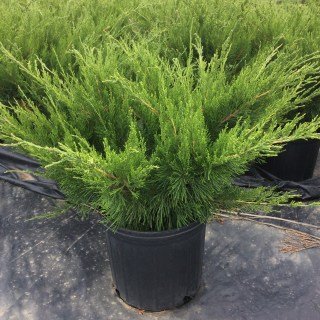 junipero-juniperus-mint-julep-02