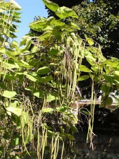 Катальпа бігнониевидна