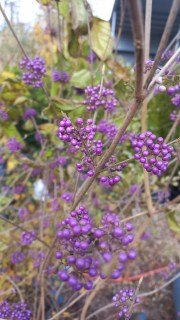 Реальне фото саджанця калікарпи 6 років