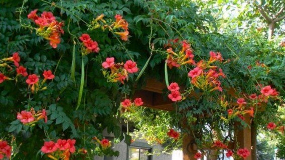 kampsis-ukorenyayushhiysya-flamenko-01