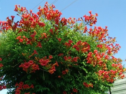 kampsis-ukorenyayushhiysya-flamenko-02