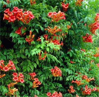 Кампсіс (текома) Фламенко (Campsis radicans Flamenco)