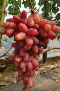 Виноград Казанова