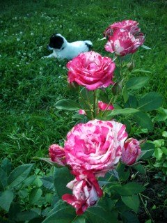 Троянда Хаим Сутин