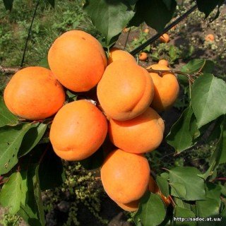 Абрикос Харгранд [2-річний з відкритим коренем]
