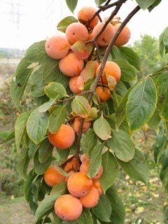 khurma_sosnovskaya-02