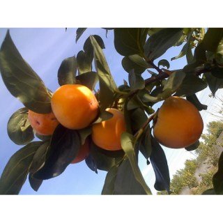 khurma_sosnovskaya-03