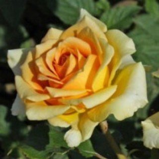 kings-pride-2-500x500