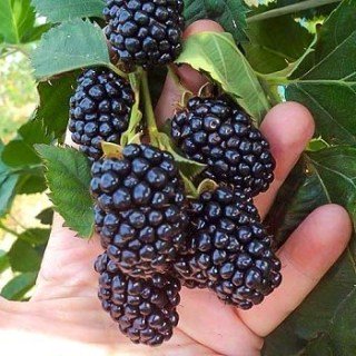 Ожина Кіова