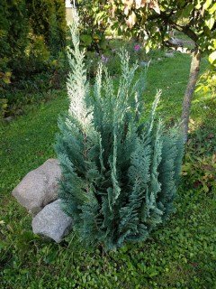 kiparisovik-elvudi-02