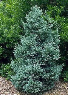 kiparisovik-gorihoplidnij-boulevard-02