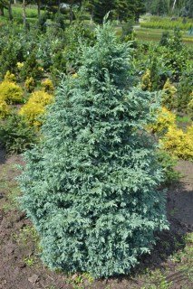 kiparisovik-gorihoplidnij-boulevard