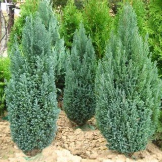 kiparisovik-lavsona-Aljumi-02