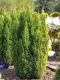 Кипарисовик Лавсона Елвудс Голд (Ellwood's Gold) [2-річний в контейнері 30см]