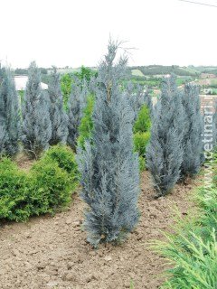 kiparisovik-lavsona-kolumna-1