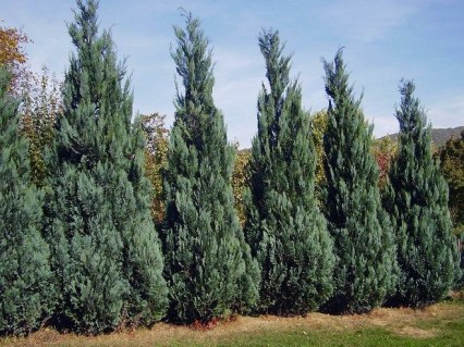 kiparisovik-lavsona-kolumnaris