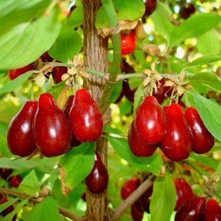 Кизил Костя [5-річний в контейнері] 