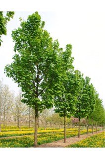 Клен гостролистий [150-200см, відкритий корень]