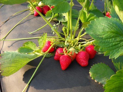 Полуниця Клері