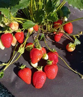 Полуниця Брілла