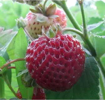 klubnika-mitse-shindler-01