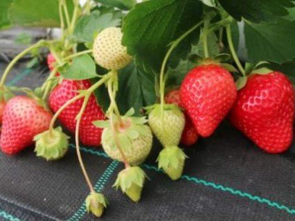 klubnika-vivara-oks-02