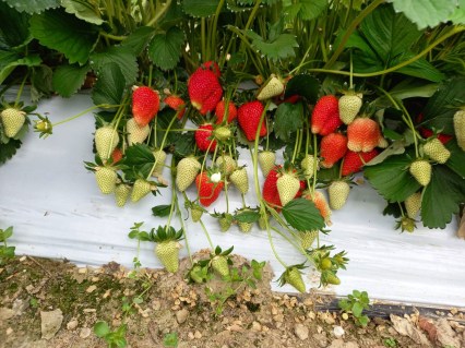 klubnika-vivara-oks-03