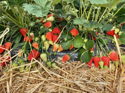 klubnika-vivara-oks-04