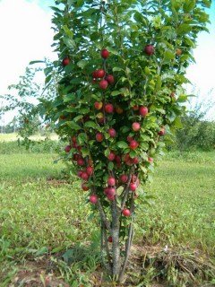 Слива колоновидна Імперіал [2-річна з відкритим коренем]