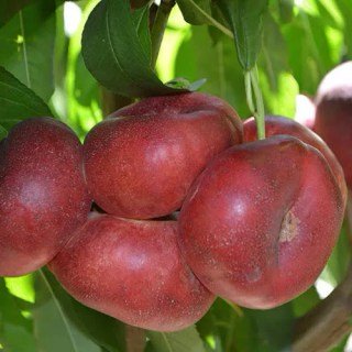 Нектарин інжирний Концеттіна (Concettina) [2-річний з відкритим коренем]