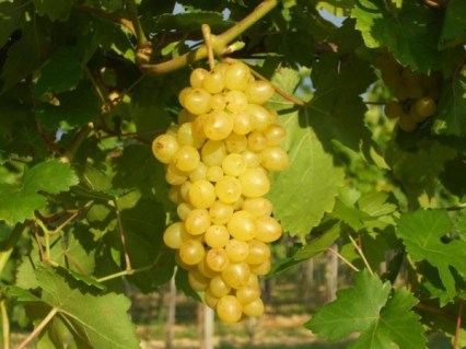 Виноград Кишмиш Міленіум