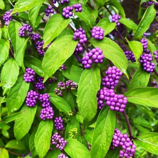 krasivoplidnik(kalikarpa)-01