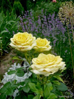 Троянда Кронос