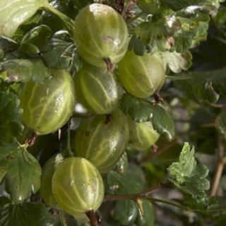 Аґрус Княжич 