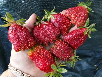 Полуниця (суниця) Купчиха