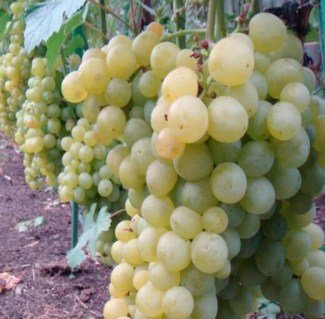 kupit-sajenci-vinograd-bogatyanovskii-