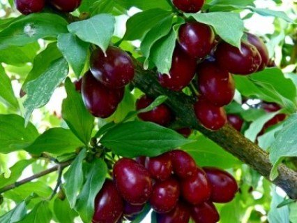 Кизил Семен [5-річний в контейнері]