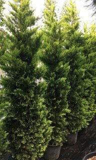 kupressocziparis_lejlanda_gold_rajder_8