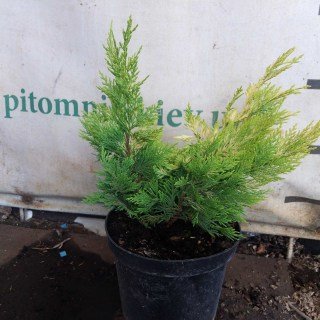 Реальне фото саджанця Голд Райдер 30см, контейнер С3