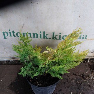 Реальне фото саджанця Голд Райдер 30см, контейнер С3